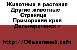 Животные и растения Другие животные - Страница 2 . Приморский край,Дальнереченск г.